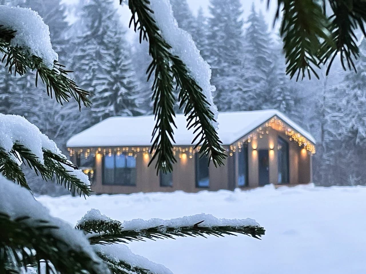 Pine Forest(Хвойный лес)